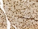 Phospho-MUC1 (Ser1227) Antibody in Immunohistochemistry (Paraffin) (IHC (P))