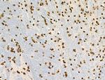 Phospho-MUC1 (Ser1227) Antibody in Immunohistochemistry (Paraffin) (IHC (P))