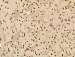 Phospho-NACA (Thr159) Antibody in Immunohistochemistry (Paraffin) (IHC (P))