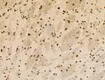 Phospho-NACA (Thr159) Antibody in Immunohistochemistry (Paraffin) (IHC (P))