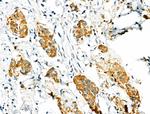 Phospho-PDX1 (Ser66) Antibody in Immunohistochemistry (Paraffin) (IHC (P))