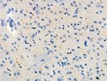 Phospho-Presenilin 1 (Ser353) Antibody in Immunohistochemistry (Paraffin) (IHC (P))