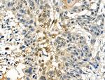 Phospho-SRF (Thr159) Antibody in Immunohistochemistry (Paraffin) (IHC (P))