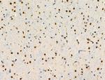 Phospho-SRF (Thr159) Antibody in Immunohistochemistry (Paraffin) (IHC (P))