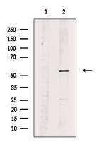 Phospho-SRF (Thr159) Antibody in Western Blot (WB)