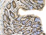 Phospho-TAB1 (Ser438) Antibody in Immunohistochemistry (Paraffin) (IHC (P))