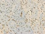 Phospho-XRCC4 (Ser260) Antibody in Immunohistochemistry (Paraffin) (IHC (P))