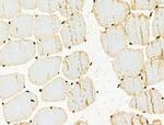 Phospho-XRCC4 (Ser260) Antibody in Immunohistochemistry (Paraffin) (IHC (P))