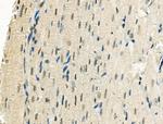 Phospho-XRCC4 (Ser260) Antibody in Immunohistochemistry (Paraffin) (IHC (P))