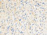 Phospho-Raptor (Ser792) Antibody in Immunohistochemistry (Paraffin) (IHC (P))