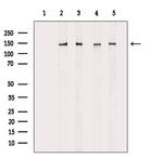 Phospho-Raptor (Ser792) Antibody in Western Blot (WB)