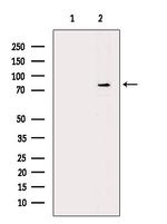 Phospho-GRK1/GRK2 (Tyr13) Antibody in Western Blot (WB)
