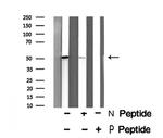 Phospho-HTRA2 (Ser142) Antibody in Western Blot (WB)
