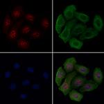 Phospho-p130 (Ser639) Antibody in Immunocytochemistry (ICC/IF)