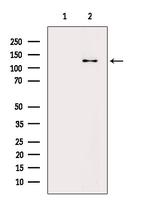 Phospho-p130 (Ser639) Antibody in Western Blot (WB)