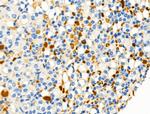 Phospho-C5AR1 (Ser327) Antibody in Immunohistochemistry (Paraffin) (IHC (P))