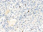 Phospho-RRAS (Tyr66) Antibody in Immunohistochemistry (Paraffin) (IHC (P))