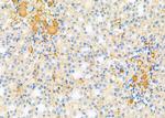 SFRP1 Antibody in Immunohistochemistry (Paraffin) (IHC (P))