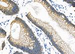 NKCC1 Antibody in Immunohistochemistry (Paraffin) (IHC (P))