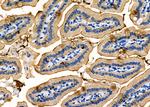 NKCC1 Antibody in Immunohistochemistry (Paraffin) (IHC (P))