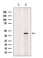 GPR30 Antibody in Western Blot (WB)