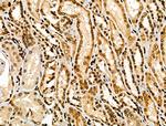 NFYA Antibody in Immunohistochemistry (Paraffin) (IHC (P))