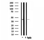 NFYA Antibody in Western Blot (WB)