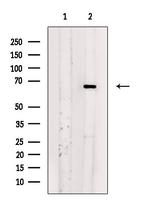 SGOL1 Antibody in Western Blot (WB)