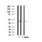 CMKLR1 Antibody in Western Blot (WB)