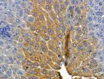 CYP2E1 Antibody in Immunohistochemistry (Paraffin) (IHC (P))