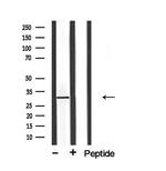 C1QBP Antibody in Western Blot (WB)