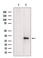 eIF3k Antibody in Western Blot (WB)