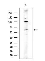SLU7 Antibody in Western Blot (WB)