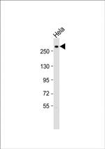 Nestin Antibody in Western Blot (WB)