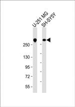 Nestin Antibody in Western Blot (WB)