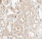 PCK1 Antibody in Immunohistochemistry (Paraffin) (IHC (P))