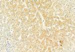 CYP2E1 Antibody in Immunohistochemistry (Paraffin) (IHC (P))