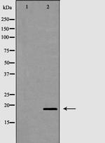 Pleiotrophin Antibody in Western Blot (WB)