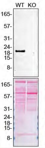 Pleiotrophin Antibody in Western Blot (WB)