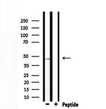 ADFP Antibody in Western Blot (WB)