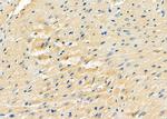 EVL Antibody in Immunohistochemistry (Paraffin) (IHC (P))