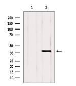 NEK6 Antibody in Western Blot (WB)