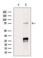 SEMA3A Antibody in Western Blot (WB)