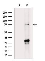 SEMA3A Antibody in Western Blot (WB)