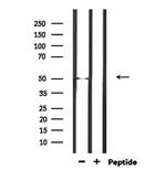 EEF1A2 Antibody in Western Blot (WB)