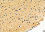 LRP4 Antibody in Immunohistochemistry (Paraffin) (IHC (P))