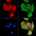 SH3GL3 Antibody in Immunocytochemistry (ICC/IF)