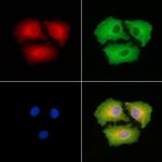 SH3GL3 Antibody in Immunocytochemistry (ICC/IF)