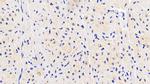 NT5M Antibody in Immunohistochemistry (Paraffin) (IHC (P))