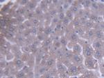 ACAA1 Antibody in Immunohistochemistry (Paraffin) (IHC (P))